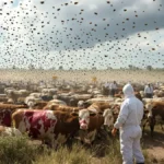 L’America di fronte a una minaccia crescente: mosche carnivore in piena invasione